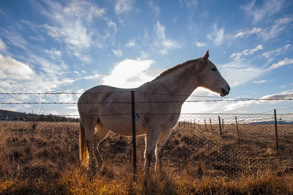 Hest med solnedgangslys . – stockfoto