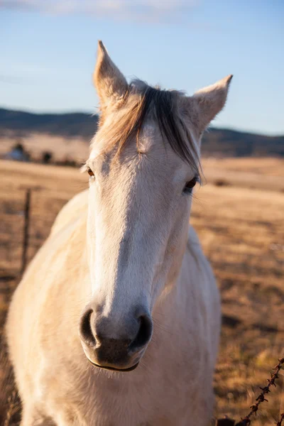 Koně při západu slunce světlo. — Stock fotografie