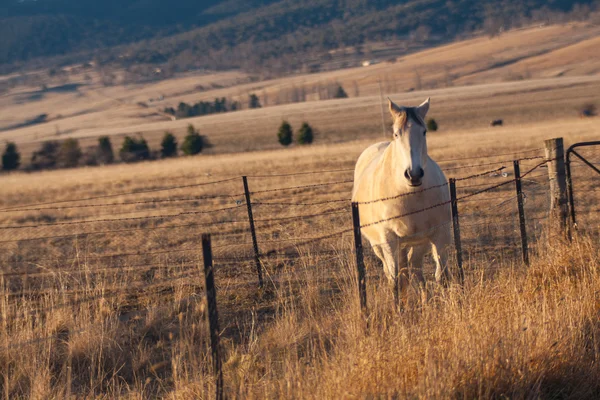 Лошадь с лучами заката . — стоковое фото