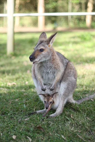 Kangaroo with joey — Stock Photo, Image