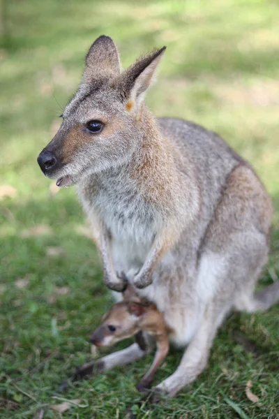 Kangaroo with joey — Stock Photo, Image