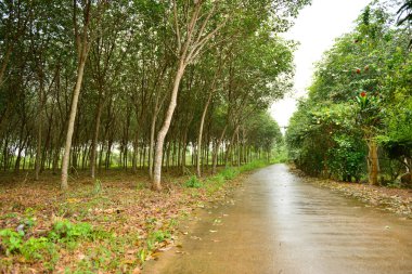 kauçuk ağacı veya hevea brasiliensis tesisi alanı