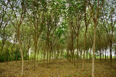 kauçuk ağacı veya hevea brasiliensis tesisi alanı