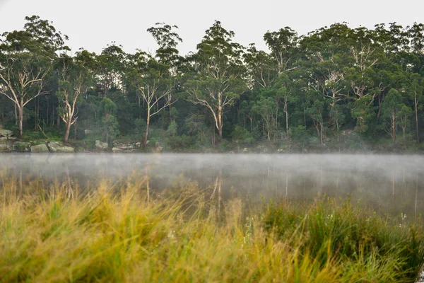 Лес с туманом утром . — стоковое фото