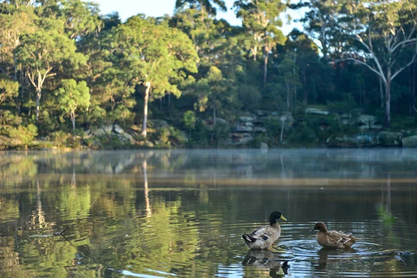 Pato na lagoa . — Fotografia de Stock
