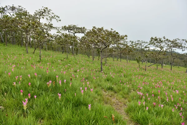Цветок Дикие сиамские тюльпаны цветут в джунглях — стоковое фото
