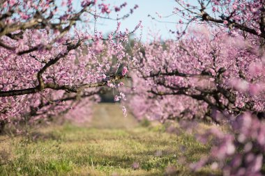Avustralya güzel kiraz çiçeği.