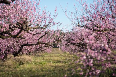 Avustralya güzel kiraz çiçeği.