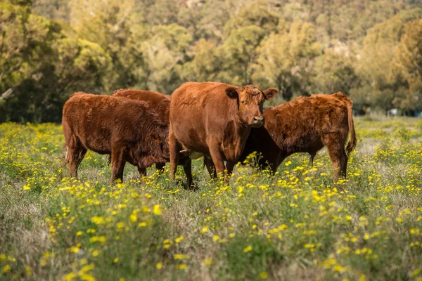 Kühe auf dem Feld. — Stockfoto