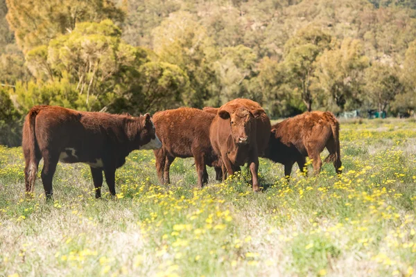 Vacas en el campo . —  Fotos de Stock