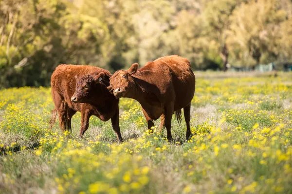 Vacas en el campo . —  Fotos de Stock