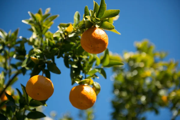 Orangenbaum — Stockfoto