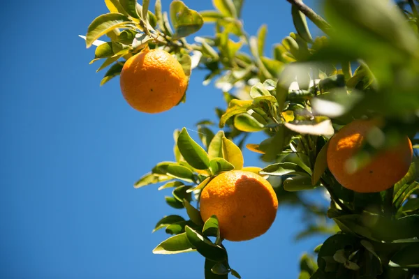 Orange träd — Stockfoto