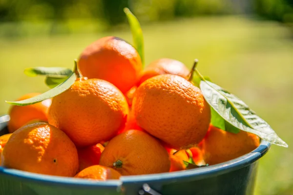 Апельсины в миске — стоковое фото