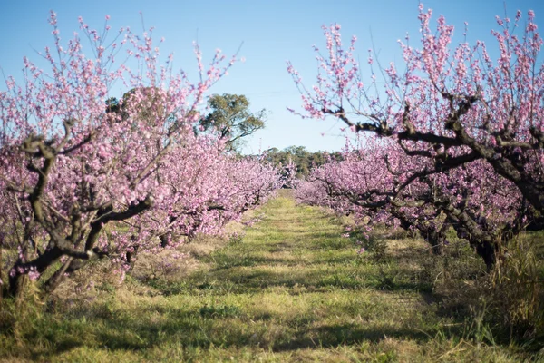 Vackra körsbärsblommor i Australien. — Stockfoto