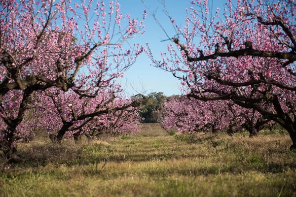 Vackra körsbärsblommor i Australien. — Stockfoto