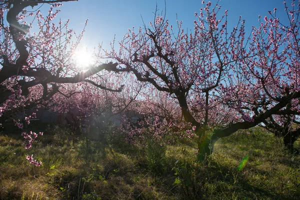Vackra körsbärsblommor i Australien. — Stockfoto