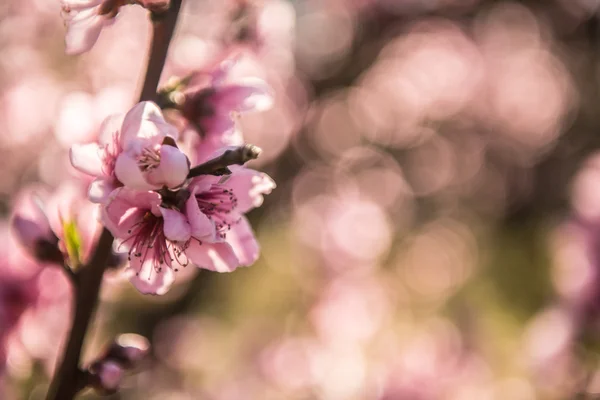 Hermosa flor de cerezo en Australia . — Foto de Stock