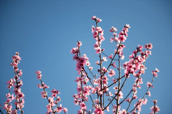 Beautiful cherry blossom in Australia. — Stock Photo, Image