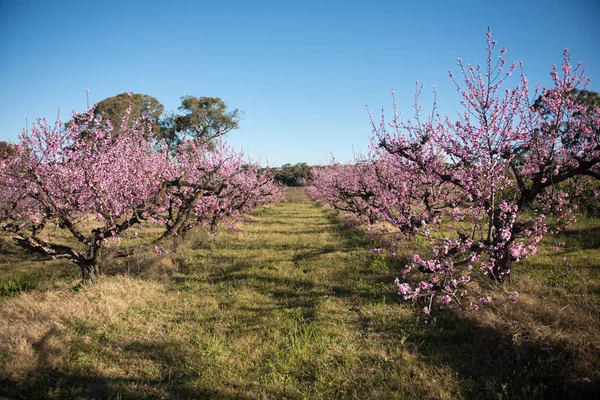 Vackra körsbärsblommor i Australien. — Stockfoto