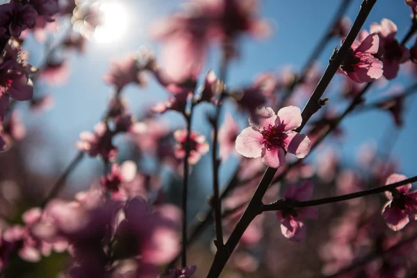 Beautiful cherry blossom in Australia. — Stock Photo, Image