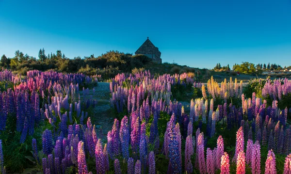 Beautiful landscape of New Zealand. — Stock Photo, Image