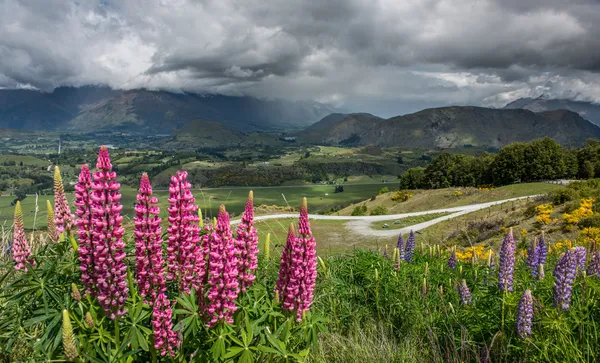 Yeni Zelanda güzel manzara. — Stok fotoğraf