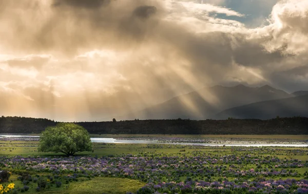 Landskapet i Nya Zeeland — Stockfoto