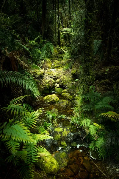 ニュージーランドの風景 — ストック写真