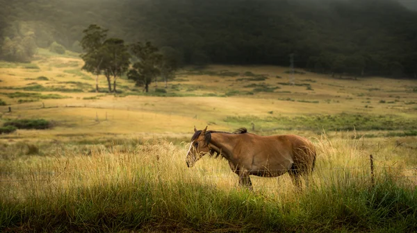 Pferd im Bauernhof — Stockfoto