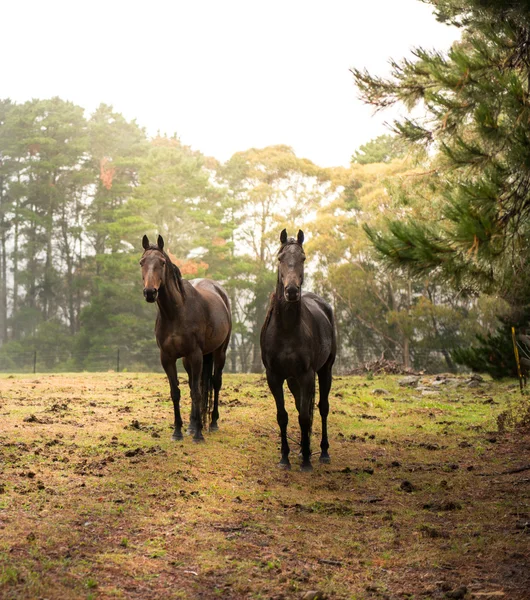 Hester på gård – stockfoto