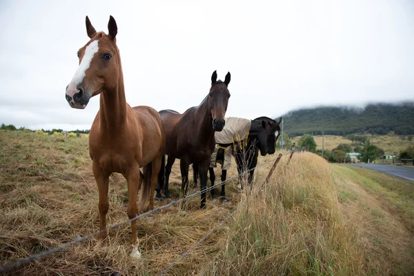 Koně ve farmě — Stock fotografie