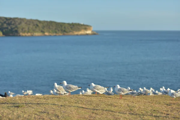 Grupo de gaviotas — Foto de Stock