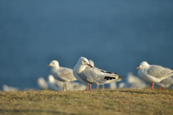 Möwengruppe — Stockfoto