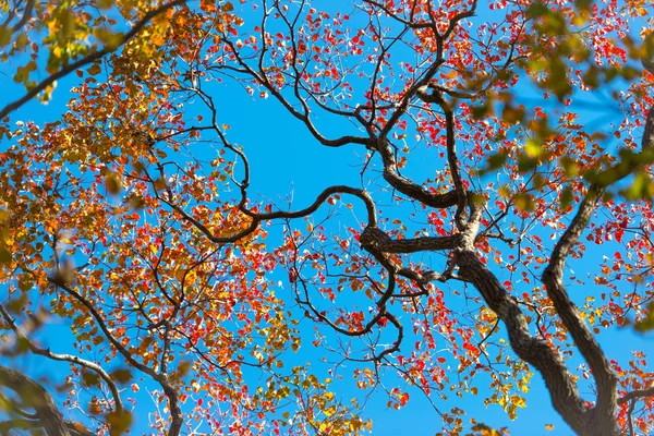 Temporada de otoño —  Fotos de Stock