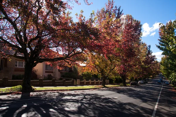 Herbstzeit in Schwarzheide, nsw. — Stockfoto