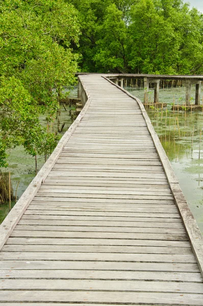 Wooden walkway in Mangrove forest at Petchabuti, Thailand — Stock Photo, Image