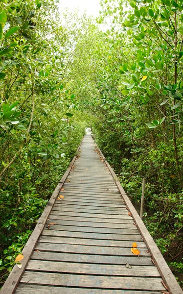 Wooden walkway in Mangrove forest at Petchabuti, Thailand — Stock Photo, Image