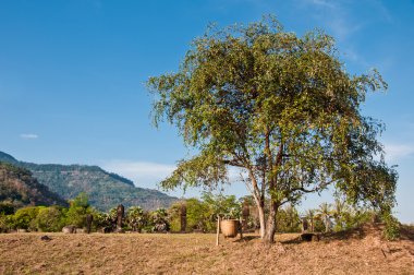 kurutulmuş ot olan ağaç