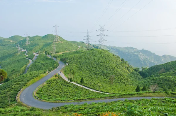 Weg langs thee plantage gelegen op de berg in darjeeling, india — Stockfoto