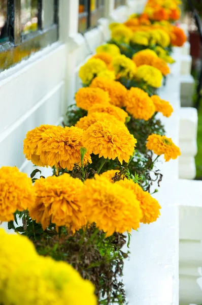 Žlutý měsíček v zahradě — Stock fotografie