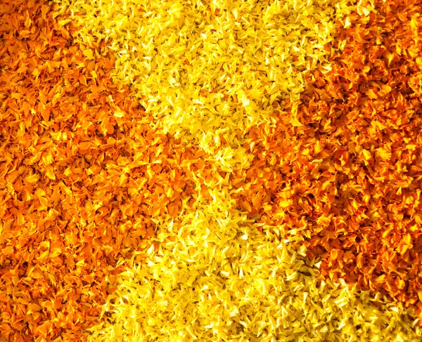 Κίτρινο και πορτοκαλί πέταλο του κατιφές — Φωτογραφία Αρχείου