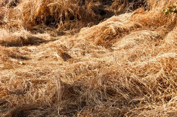 Сушених трава на горі у національному парку Kangtana в Ubonrat — стокове фото