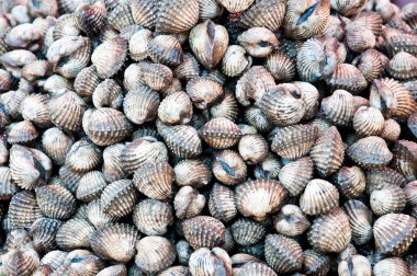 taze cockle