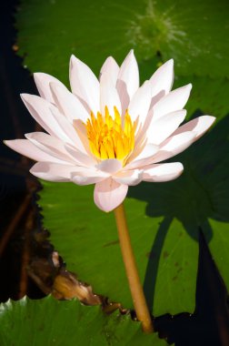 Lotus havuzda.