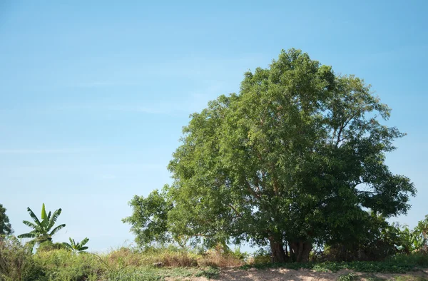 Baum mit blauem Himmel — Stockfoto