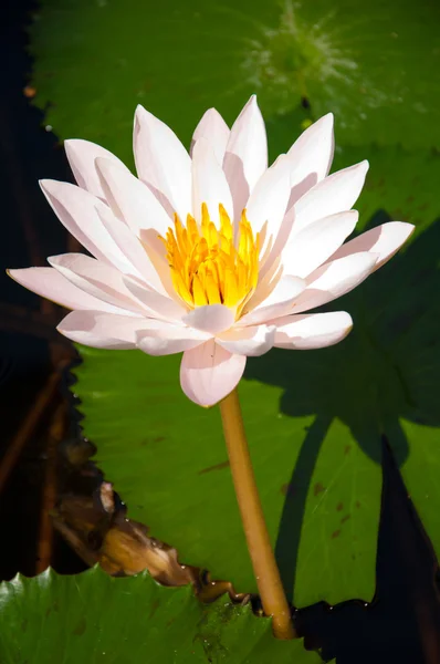 Lotus in het zwembad — Stockfoto