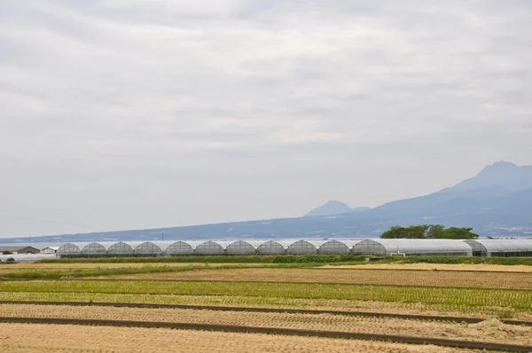 Asperges landbouw op isahaya, japan — Stockfoto