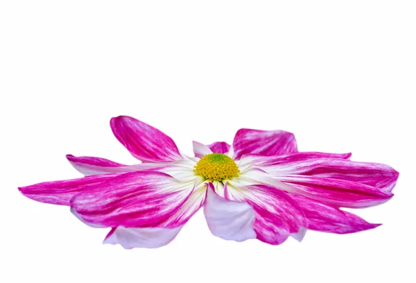Florist's Mun — Stock Photo, Image