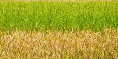 Tayland'da under yeşil ve sarı pirinç